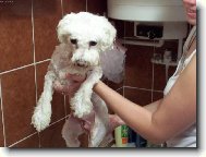 Bichon � poil fris�, Bichon Frise