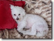 Bichon � poil fris�, Bichon Frise