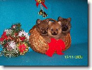Deutscher spitz - Kleinspitz, German Spitz � Miniature Spitz