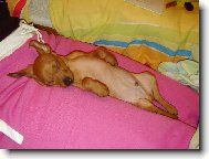 Zwergpinscher