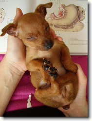 Zwergpinscher