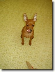Zwergpinscher