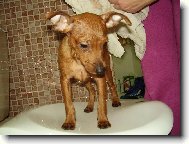 Zwergpinscher