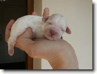 Bichon � poil fris�, Bichon Frise