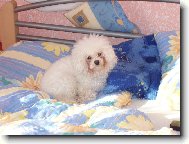 Bichon � poil fris�, Bichon Frise