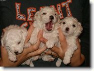 Bichon � poil fris�, Bichon Frise