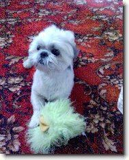 �icu, Shih-Tzu