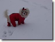 Bichon � poil fris�, Bichon Frise