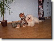 Bichon � poil fris�, Bichon Frise
