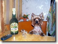 Jork��rsk� terier, Yorkshire Terrier,