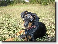Dobermann, Doberman