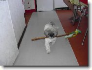 �icu, Shih-Tzu