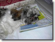 �icu, Shih-Tzu