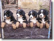 Berner Sennenhund
