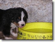 Berner Sennenhund