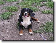 Berner Sennenhund