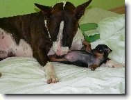 Bull Terrier