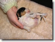 Cavalier King Charles Spaniel