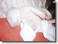 Bull Terrier