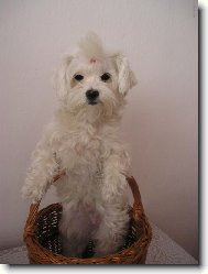Maltese
