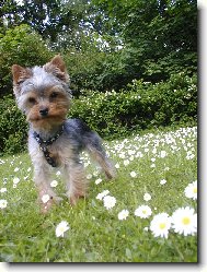 Jork��rsk� terier, Yorkshire Terrier,