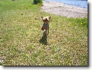 Jork��rsk� terier, Yorkshire Terrier,