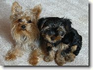 Jork��rsk� terier, Yorkshire Terrier,