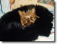 Jork��rsk� terier, Yorkshire Terrier,