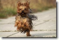 Jork��rsk� terier, Yorkshire Terrier,