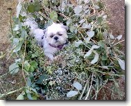 �icu, Shih-Tzu
