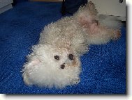 Bichon � poil fris�, Bichon Frise