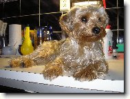 Jork��rsk� terier, Yorkshire Terrier,