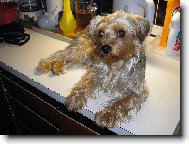 Jork��rsk� terier, Yorkshire Terrier,