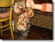Jork��rsk� terier, Yorkshire Terrier,