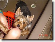Jork��rsk� terier, Yorkshire Terrier,