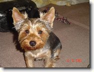Jork��rsk� terier, Yorkshire Terrier,