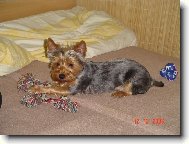 Jork��rsk� terier, Yorkshire Terrier,