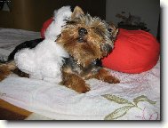Jork��rsk� terier, Yorkshire Terrier,
