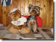 Jork��rsk� terier, Yorkshire Terrier,