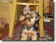 Jork��rsk� terier, Yorkshire Terrier,