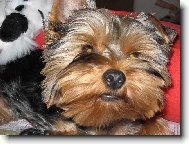 Jork��rsk� terier, Yorkshire Terrier,