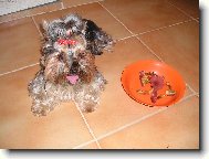 Jork��rsk� terier, Yorkshire Terrier,