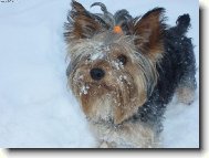 Jork��rsk� terier, Yorkshire Terrier,