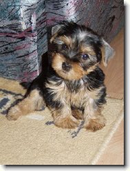 Jork��rsk� terier, Yorkshire Terrier,