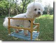 Bichon � poil fris�, Bichon Frise