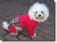 Bichon � poil fris�, Bichon Frise