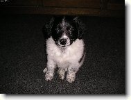 Russkij Ochotni�ij Spaniel, Russian Spaniel