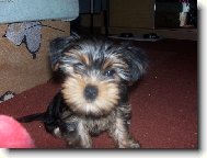 Jork��rsk� terier, Yorkshire Terrier,