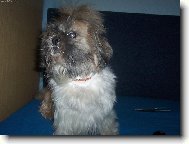 �icu, Shih-Tzu
