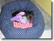 Jork��rsk� terier, Yorkshire Terrier,